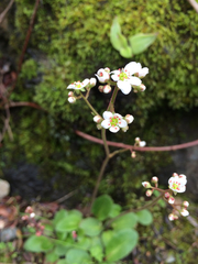Micranthes californica