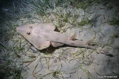 Common Guitarfish photo 3
