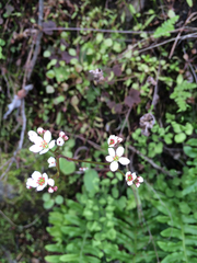 Micranthes californica