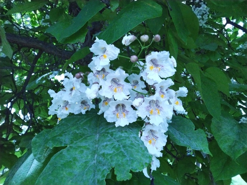 Katalpa (Catalpa bignonioides)