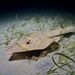 Common Guitarfish - Photo (c) Luis P. B., some rights reserved (CC BY-NC), uploaded by Luis P. B.