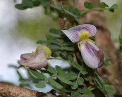 Ormocarpum trichocarpum