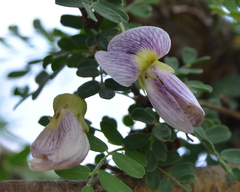 Ormocarpum trichocarpum