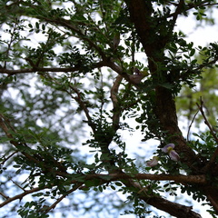 Ormocarpum trichocarpum