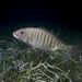 Striped Seabream - Photo (c) Luis P. B., some rights reserved (CC BY-NC), uploaded by Luis P. B.