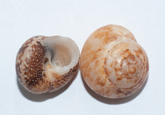Agathistoma fasciatum