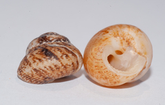 Agathistoma fasciatum