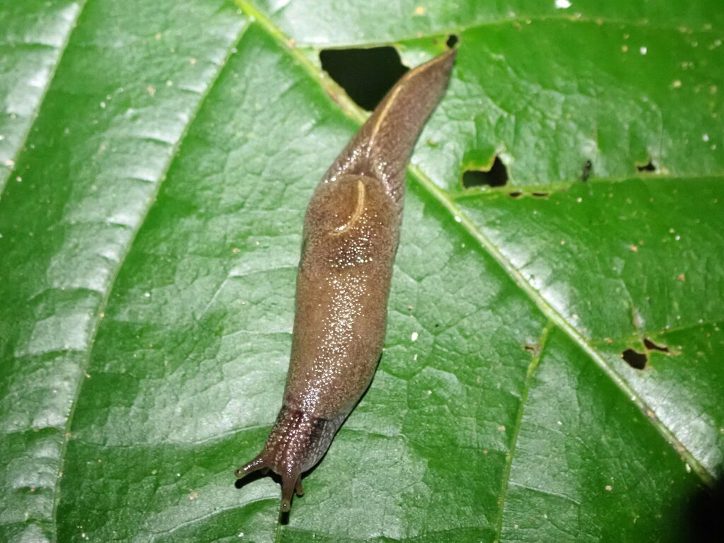 Parmella planata