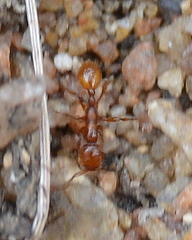 Aenictus rotundatus