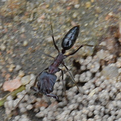 Odontomachus troglodytes