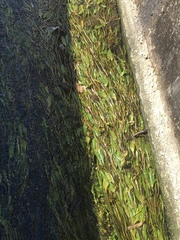 Potamogeton malaianus