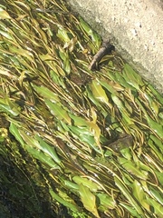 Potamogeton malaianus