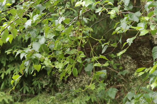 Birch Witch's-broom