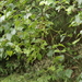 Taphrina betulina - Photo (c) bjoerns, algunos derechos reservados (CC BY-SA), subido por bjoerns