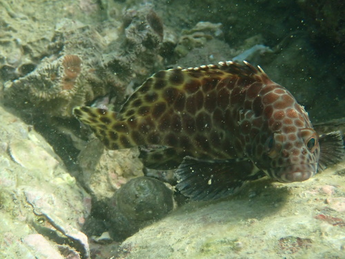 Bar-breasted rock-cod (Epinephelus quoyanus) — Serranidae