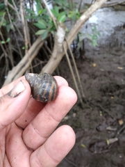 Littoraria zebra