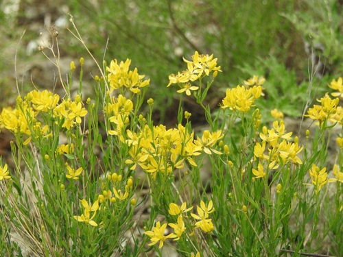 Image of Haplophyllum dauricum by (c) Анна Васильченко, some rights reserved (CC BY)