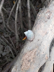 Littoraria zebra