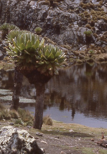 Dendrosenecio keniodendron image