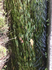 Potamogeton malaianus