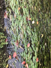 Potamogeton malaianus