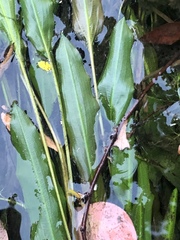Potamogeton malaianus