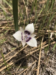 Calochortus elegans