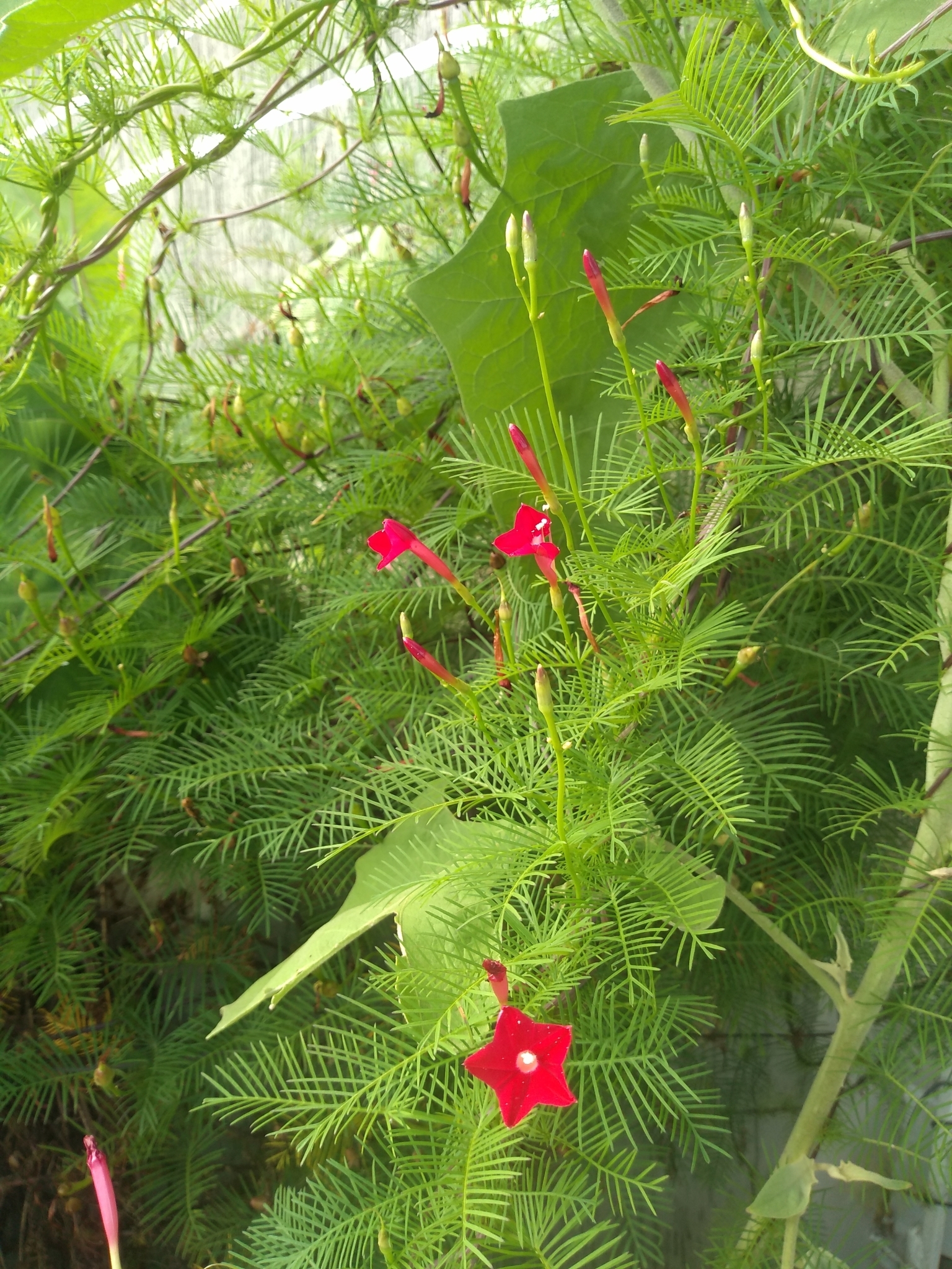 Ipomoea quamoclit