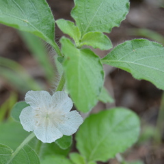 Ruellia patula