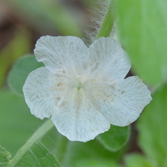 Ruellia patula