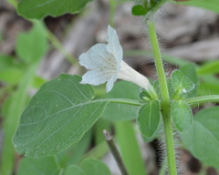 Ruellia patula