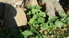 Urtica pilulifera
