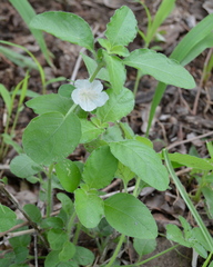 Ruellia patula