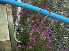 Linaria purpurea