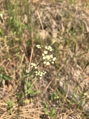 Antennaria luzuloides