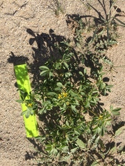 Cleomella obtusifolia