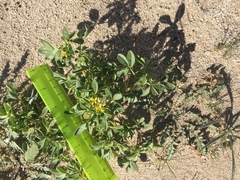 Cleomella obtusifolia