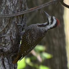 Chloropicus namaquus