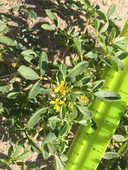 Cleomella obtusifolia