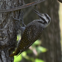 Chloropicus namaquus