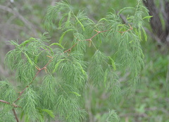 Asparagus buchananii