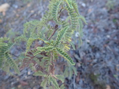 Chamaebatia australis