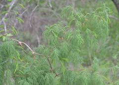 Asparagus buchananii