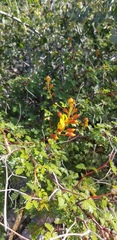 Erythrostemon placidus