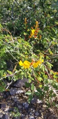 Erythrostemon placidus