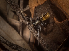 Nyssus