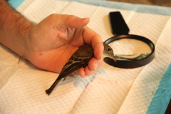 Empidonax flaviventris