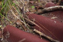 Dactylocnemis pacificus