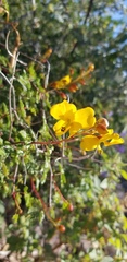 Erythrostemon placidus