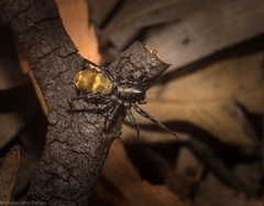 Nyssus